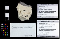 Foto (Objekt + Etikett) von Cracensigillatus acutirostris (Moericke, 1889)  (NHMW-GEO-1990-0041-3127)